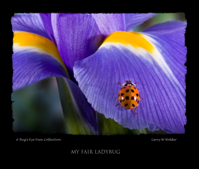My Fair Ladybug-5