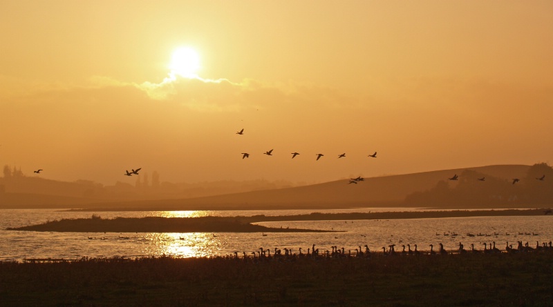 Geese in the sunset
