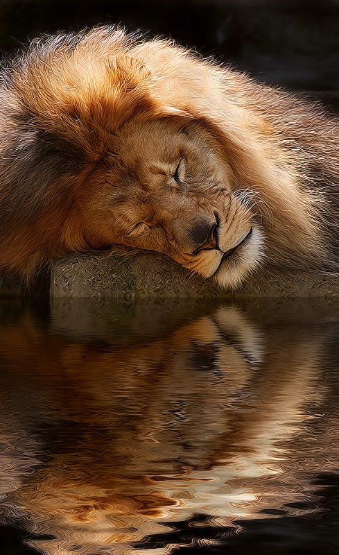 A Lion Naps at the Pool