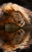 A Lion Naps at th...