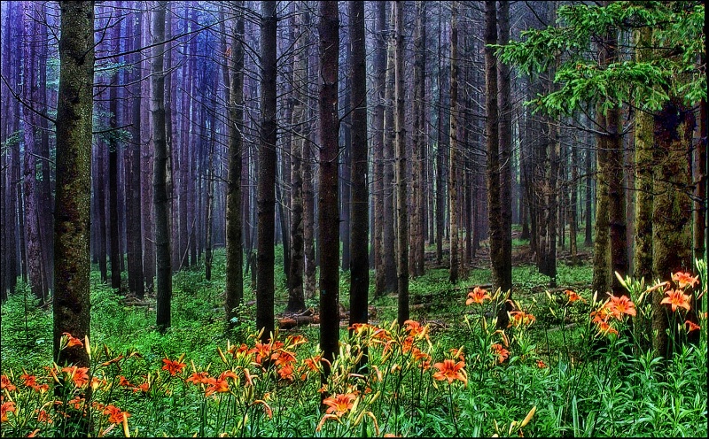 The Forest