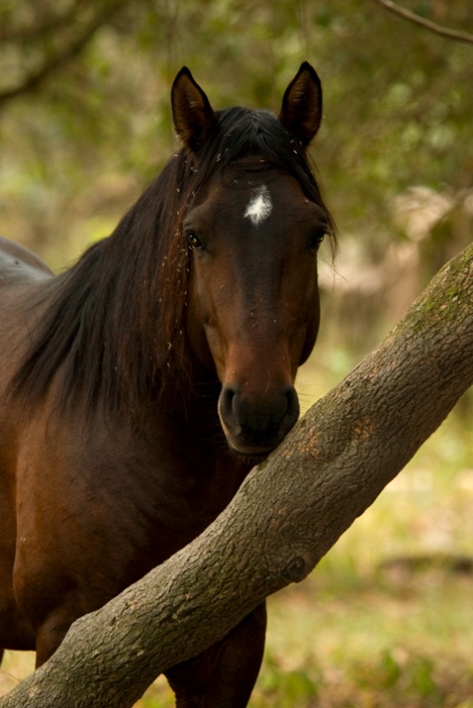 Spanish wild horse 2 - ID: 7507382 © Michael Cenci