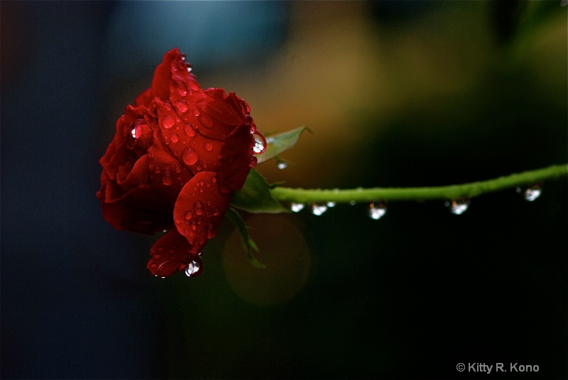 Rose with Raindrops - ID: 7510630 © Kitty R. Kono