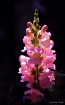 Snapdragon