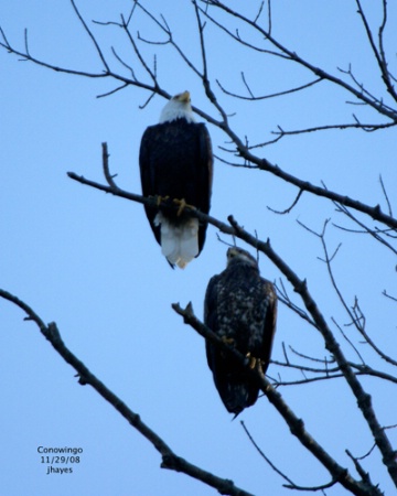 Pair perched