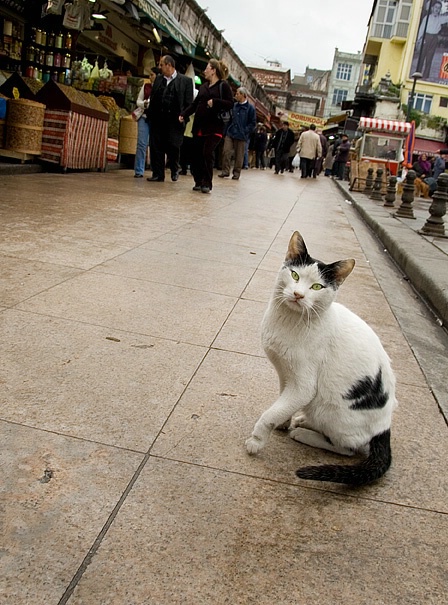 Cat at the Egyptian Market, Istanbul