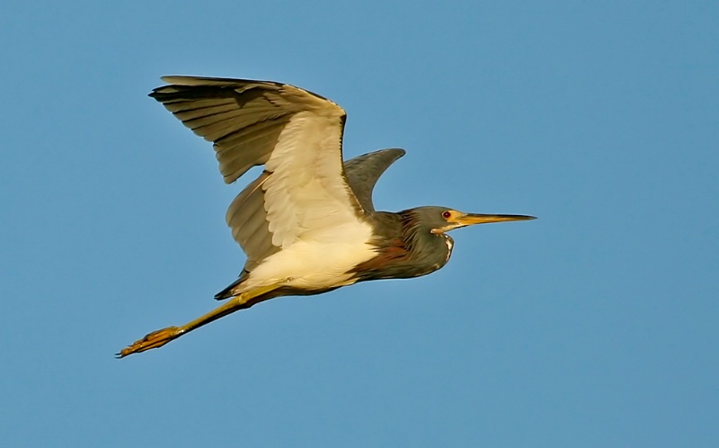 Tri-colored Heron in Flight