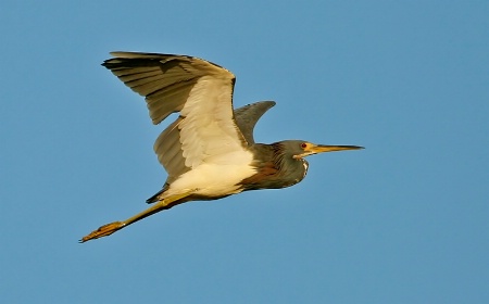 Tri-colored Heron in Flight