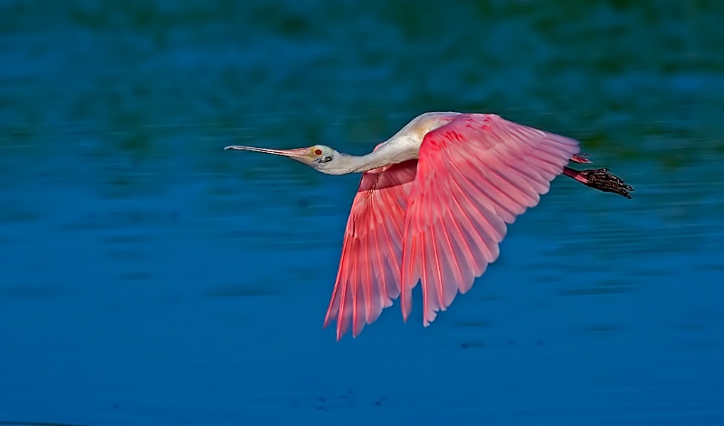 Roseate Spoonbillin flight