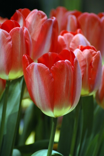 Tulips - ID: 7516581 © Luis A. Morales