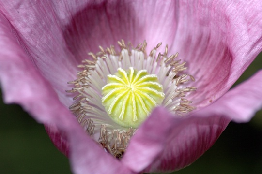 Pink Poppy - ID: 7516587 © Luis A. Morales