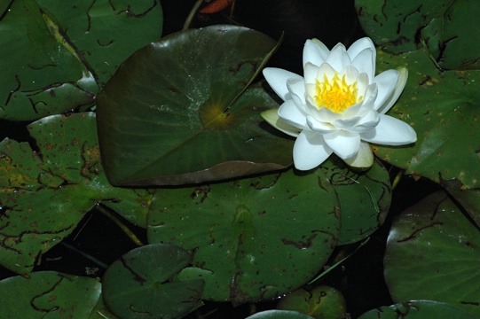 Water Lily - ID: 7516590 © Luis A. Morales