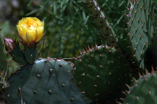 Prickly Pear Blooming