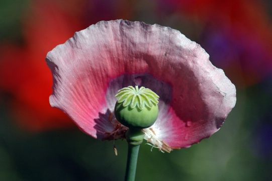 Pink Poppy - ID: 7516602 © Luis A. Morales