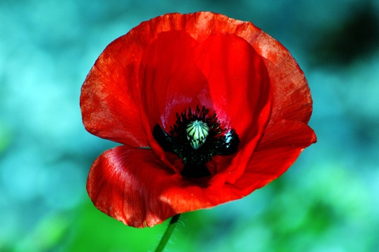 Red Poppy - ID: 7516603 © Luis A. Morales