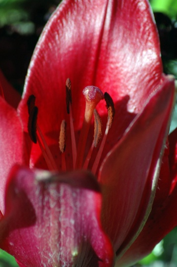 Red Tulip - ID: 7516608 © Luis A. Morales