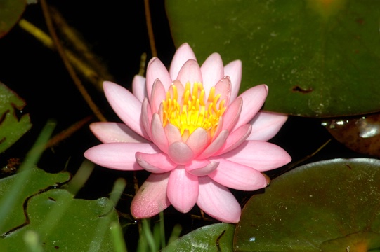 Water Lily - ID: 7516612 © Luis A. Morales