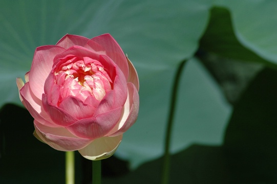 Lotus Flower - ID: 7516616 © Luis A. Morales