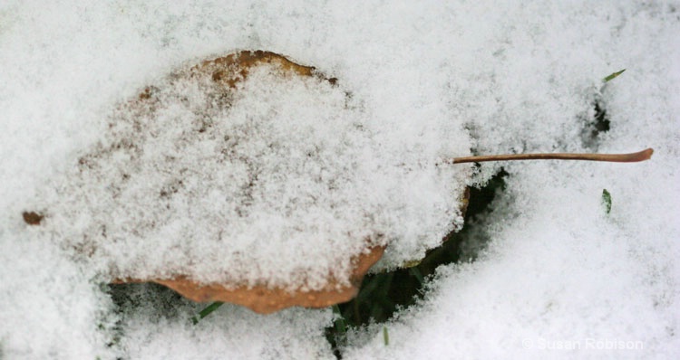 a leaf in the snow