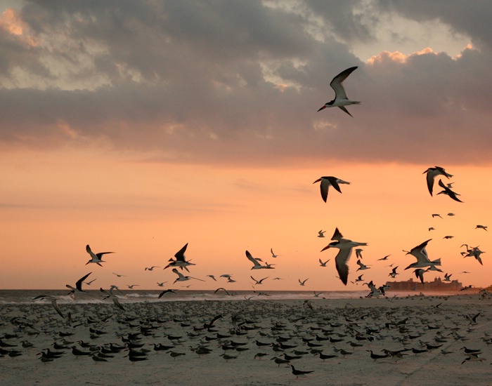 Migration of the Black Skimmers II