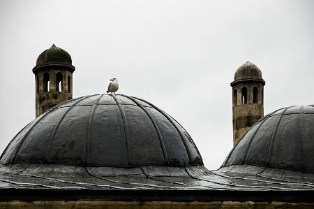 Seagull on a mosque