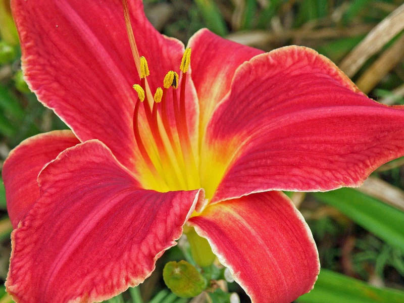 Wonderful Lily