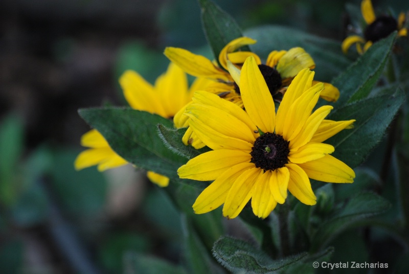 Black Eyed Susan