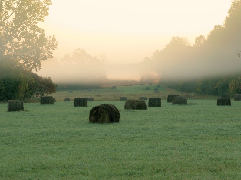 Morning Fog - ID: 7526850 © Raven Schwan-Noble