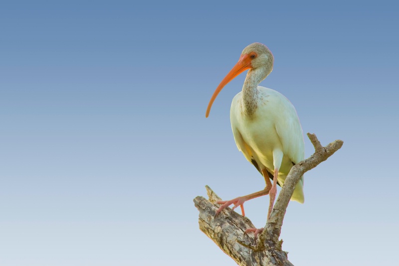 out on a limb