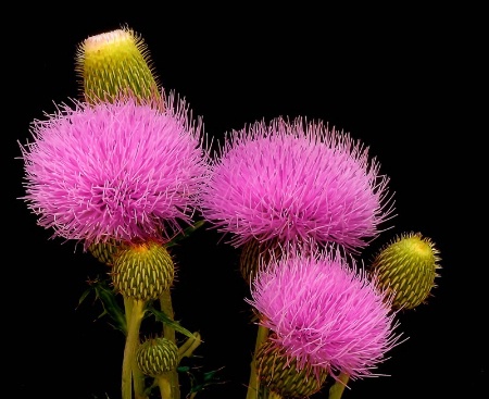 ~Thistle~