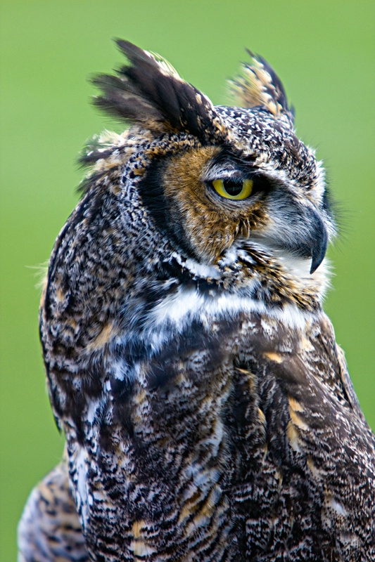 Great Horned Owl - ID: 7529599 © Leslie J. Morris