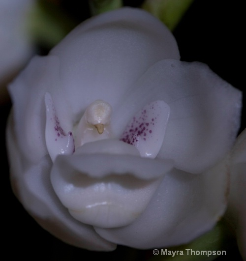 Orchid - ID: 7530096 © Mayra Thompson