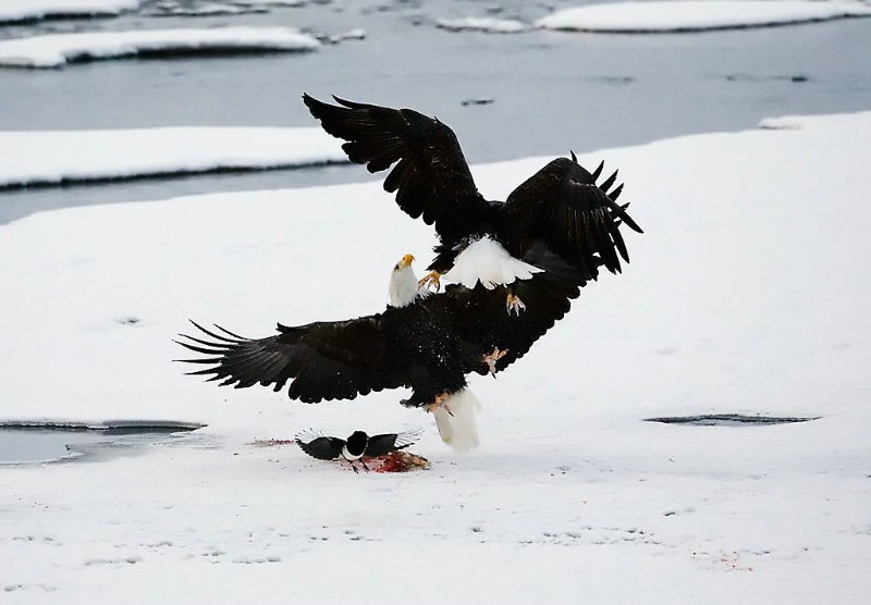 Dueling Eagles, Haines, AK