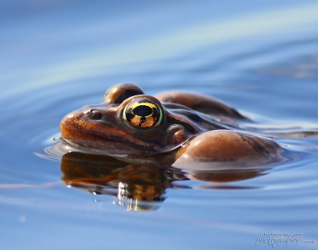 Spring Leopard Frog