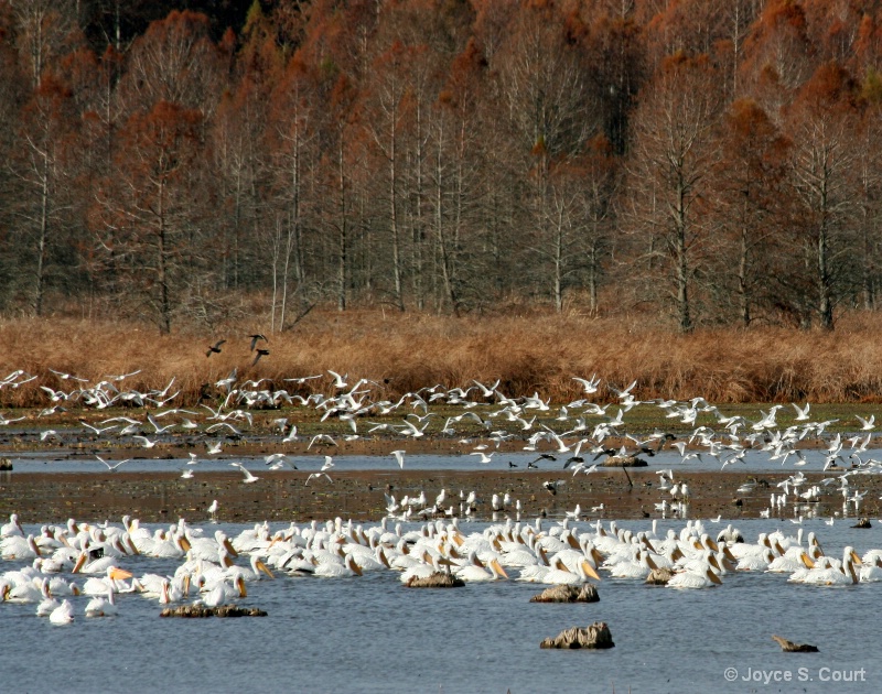 Waterfowl Festival