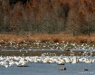 Waterfowl Festiva...