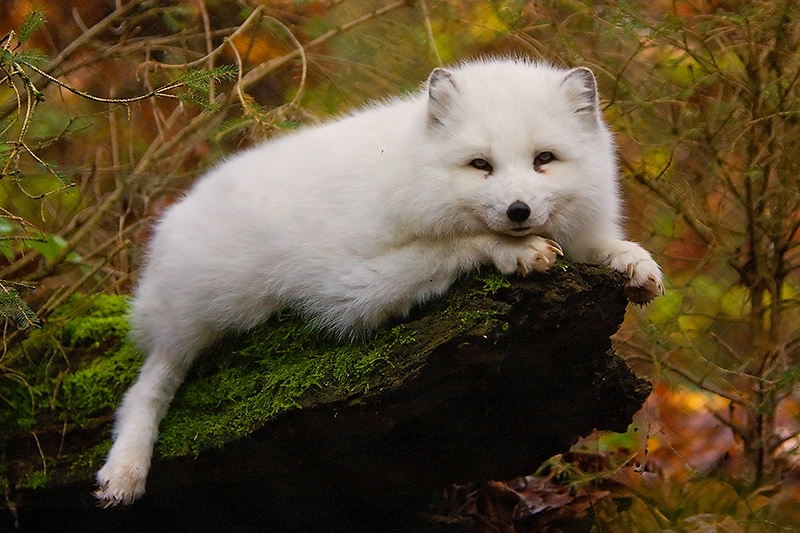 Arctic Fox - ID: 7536923 © Leslie J. Morris
