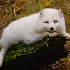 © Leslie J. Morris PhotoID # 7536923: Arctic Fox