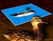 Ducky Desk