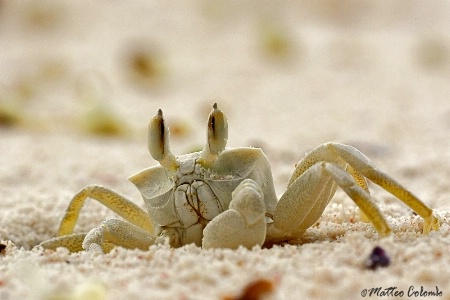 Sand crab