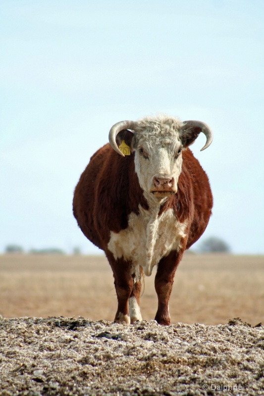 Hereford On The Mound