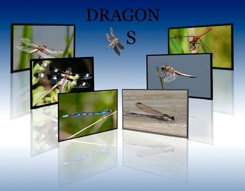 Dragon Fly`s
