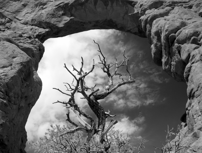 MT "A" 12/08  Arches Framed Tree - ID: 7542594 © Karen Celella