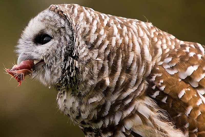 Barred Owl - ID: 7542895 © Leslie J. Morris