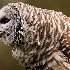 © Leslie J. Morris PhotoID # 7542895: Barred Owl