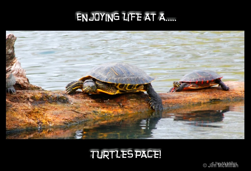 Turtles pace 1