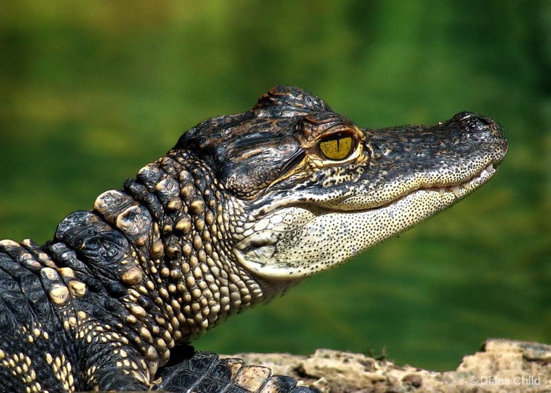 Baby American Alligator 