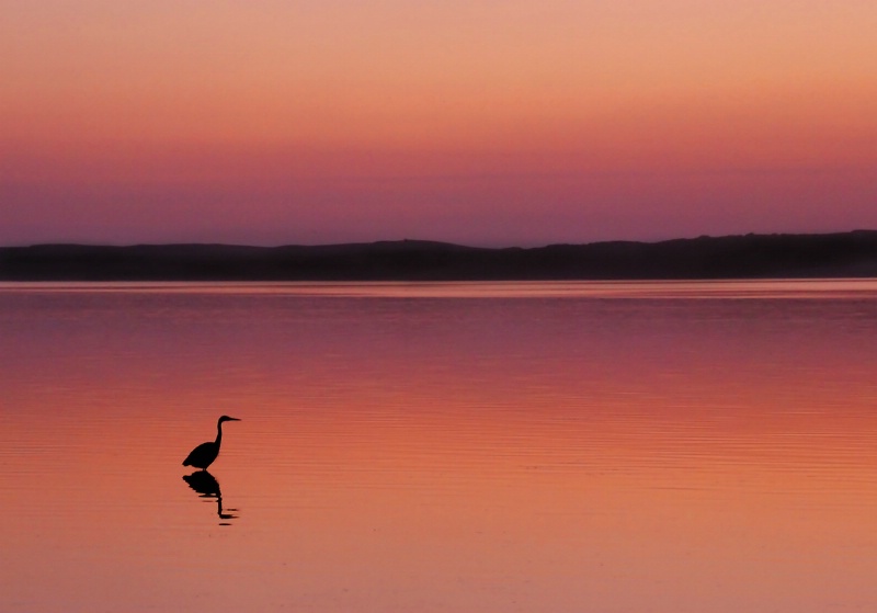 Sunset Heron