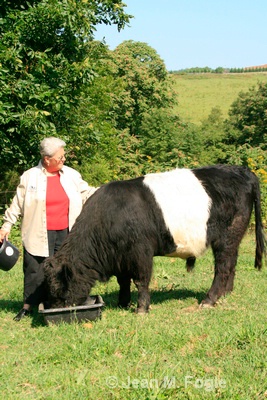 Belted Galloway cow - ID: 7549859 © Kevin Fogle