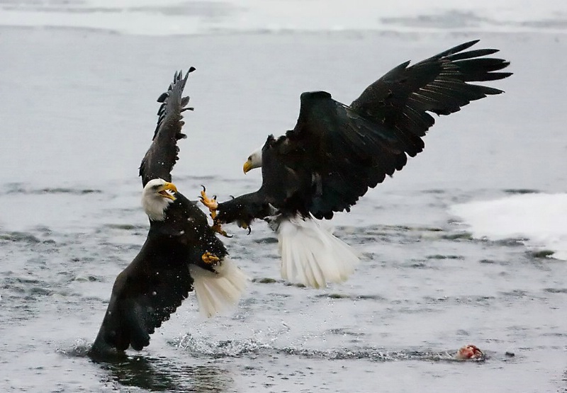 Dueling Eagles, Haines, AK